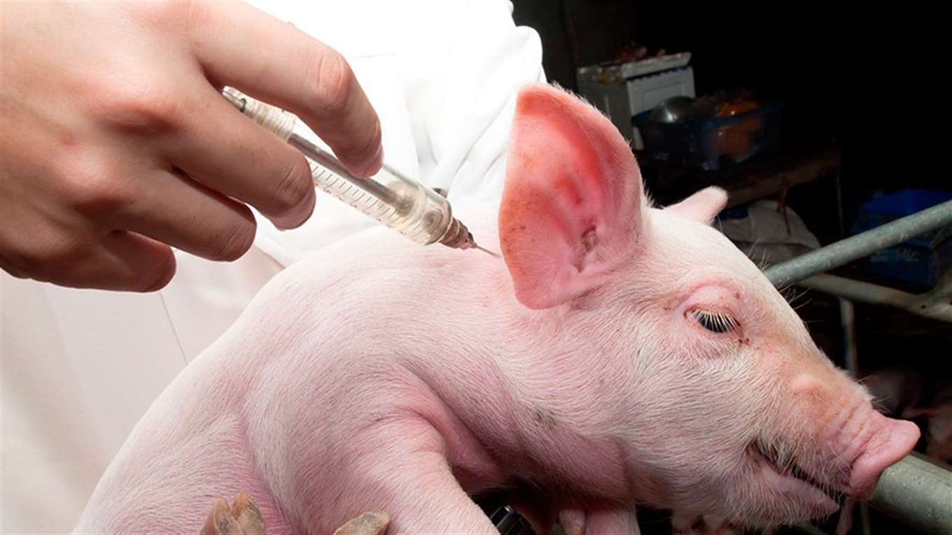 Swine Fever Vaccine Market