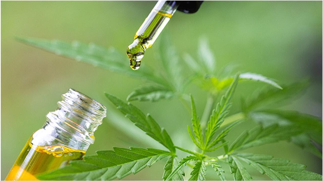The Prospects of the Cannabidiol Market: Growing Demand and Favorable Regulations Drive Growth