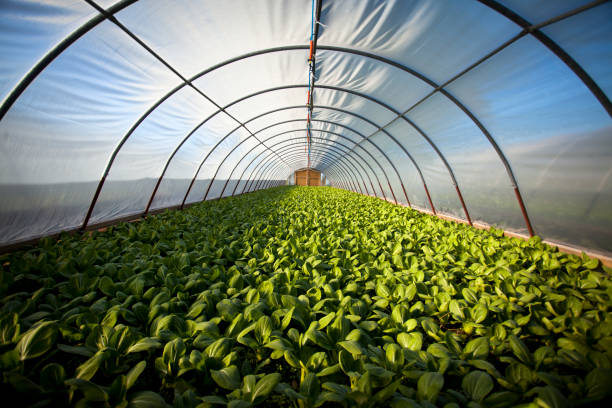 Greenhouse Produce Market is Estimated To Witness High Growth Owing To Increasing Demand for Fresh and Locally Grown Vegetables & Fruits