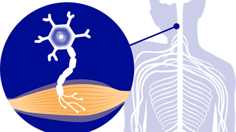 Amyotrophic Lateral Sclerosis (ALS) Treatment MArket