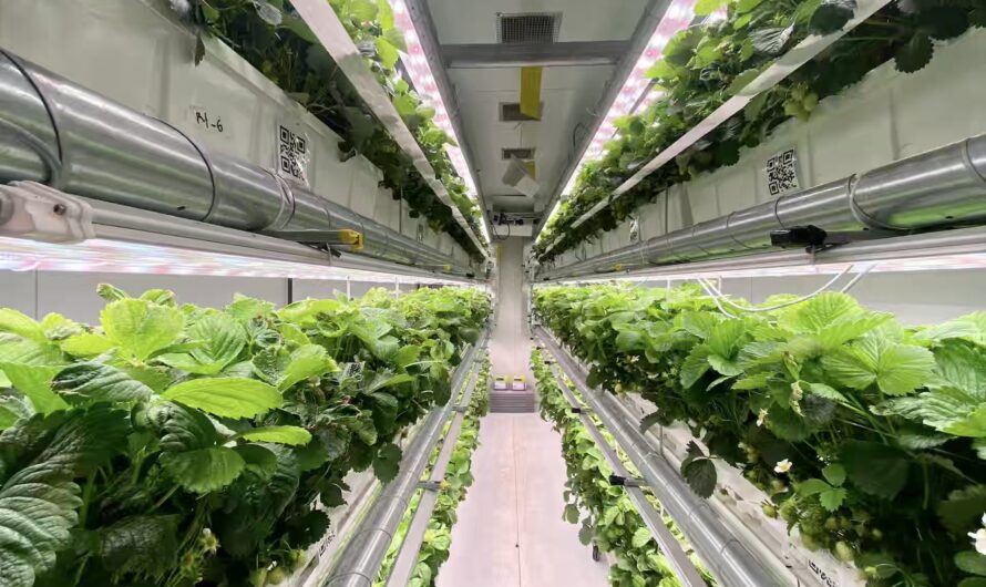 Vertical Farming Market Projected to Reach $11.55 Billion by 2023, with Signify Holding (PHILIPS) Emerging as a Key Player