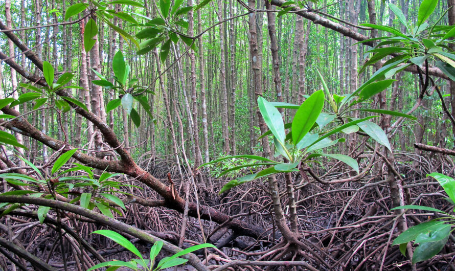 Global stocktake reveals the untapped potential of healthy forests to store carbon