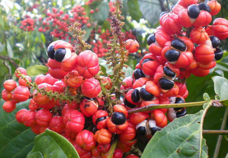 Guarana Market is estimated to Witness High Growth Owing To Rising Demand for Energy Drinks