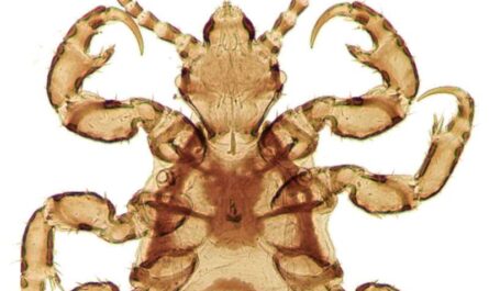Head Lice Evolution Reflects Human Migration and Colonization in the Americas