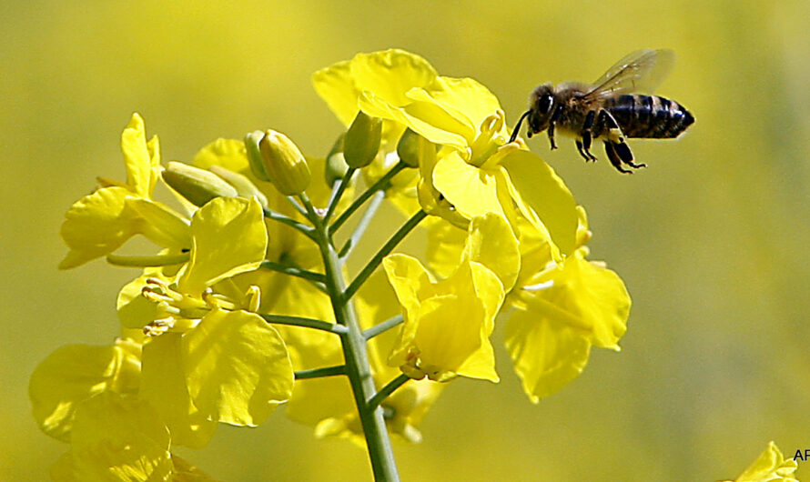 Study Reveals Bumblebees Cannot Detect Lethal Levels of Pesticides