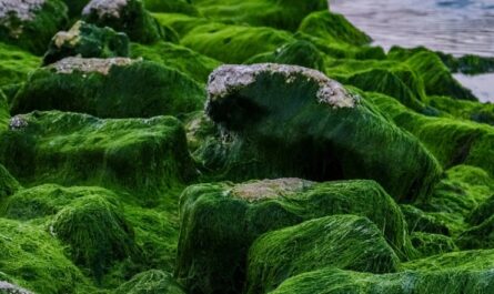 Algae Market