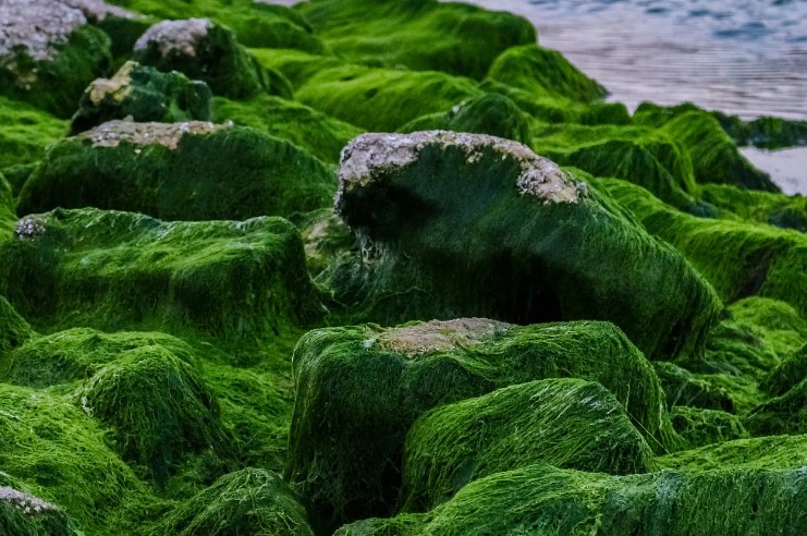 Biofuel Production From Algal Biomass Set To Drive Growth In The Global Algae Market