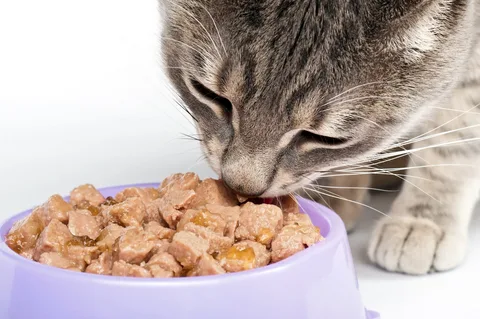 Projected Pet Ownership Is Estimated To Boost The Growth Of The Global Cat Wet Food Market