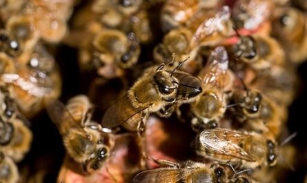 Significant Discovery: DWV Infections in Bees Are Milder in US Forest