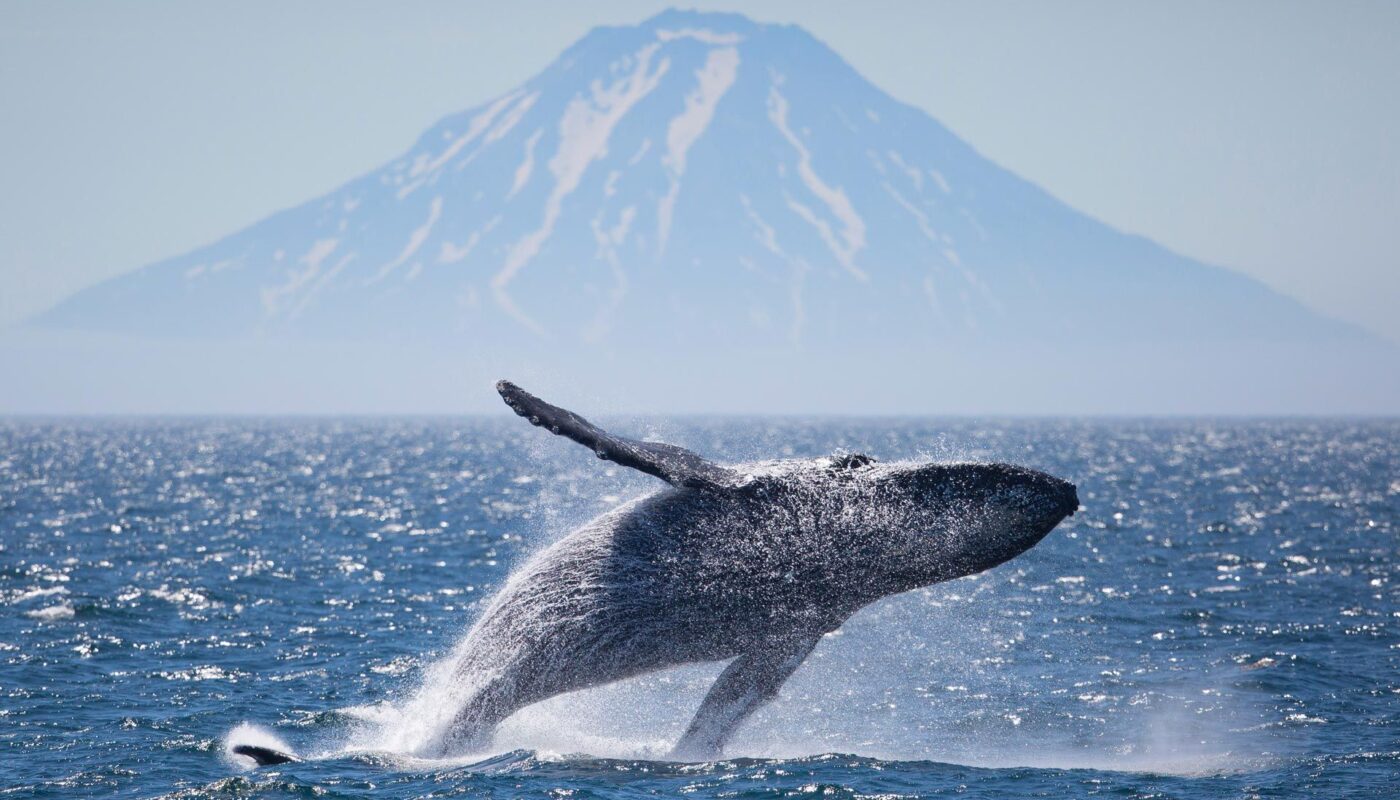 New Study Challenges Previous Understanding of Whale Evolution