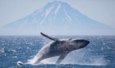 New Study Challenges Previous Understanding of Whale Evolution