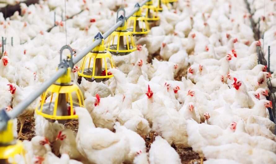 The Global Poultry Market Is Estimated To Propelled By Rising Demand For Protein-Rich Foods