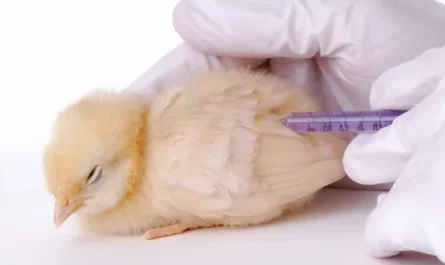 Poultry Vaccine Market