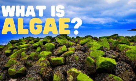 Algae