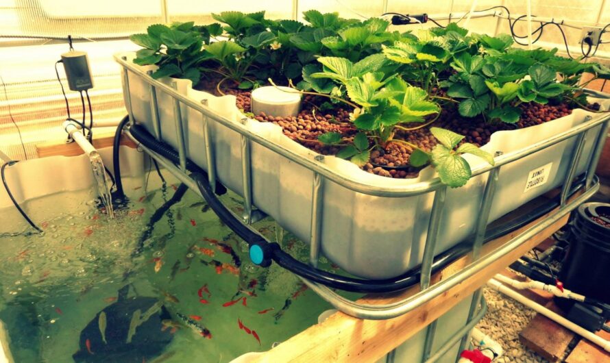 Aquaponics: A Sustainable Farming Approach