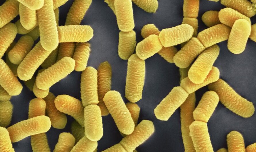 Lactobacillus Acidophilus: The Wonder Probiotic