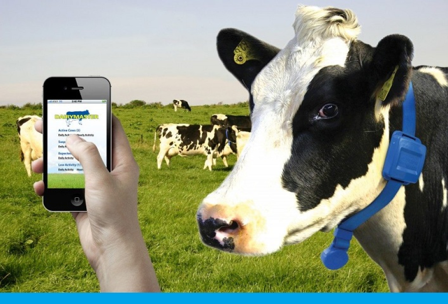 Livestock Identification