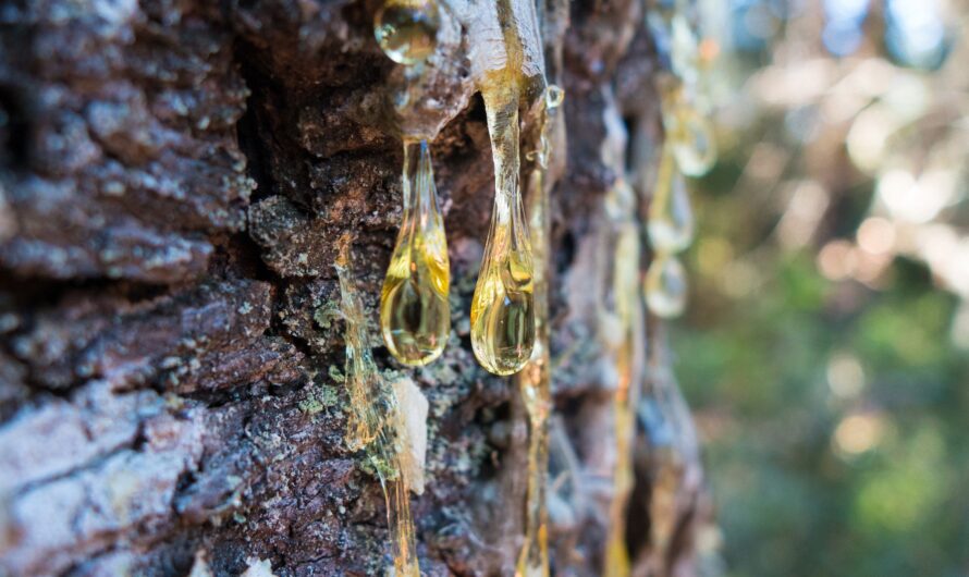 Pine Resin Market Is Growing Driven By Rising Demand From Adhesives Industry