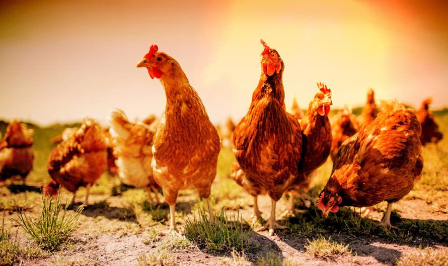 Poultry Farming In India One Of The Major Agricultural Industries