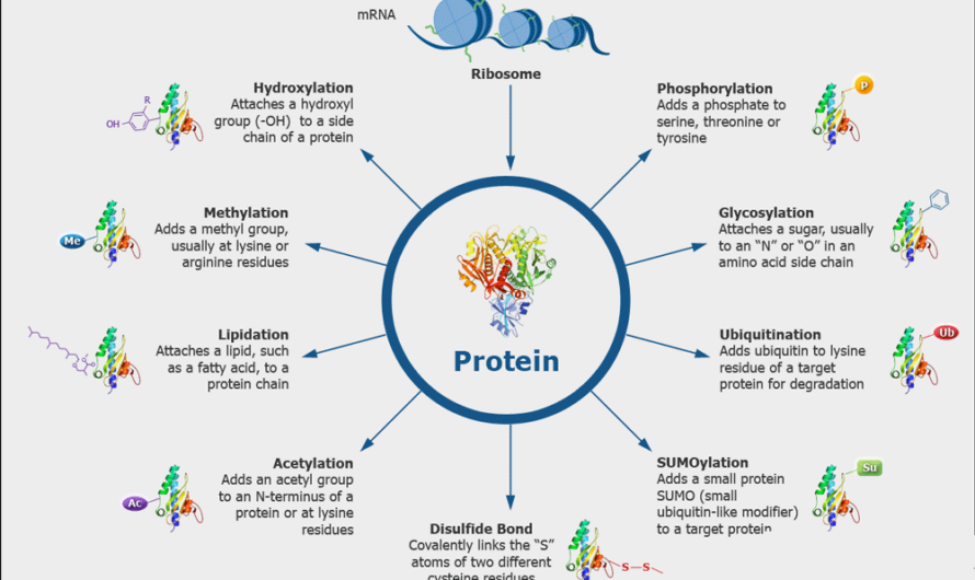 Protein Modifications Identified as Key Influencers in Neurodegenerative Diseases