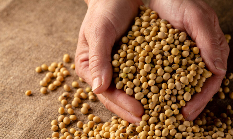 Seed Treatment Market is Estimated to Witness High Growth Owing to Increasing Adoption of Digital Agriculture Technologies