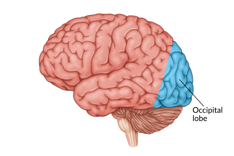 New Study Reveals the Impact of Serotonin on Prefrontal Cortex Development