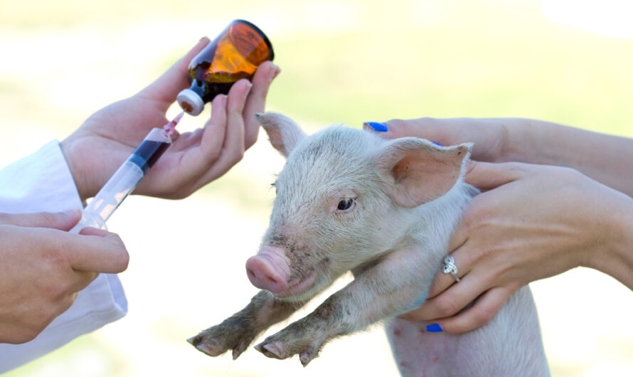 Swine Fever Vaccine: A Potential Game Changer
