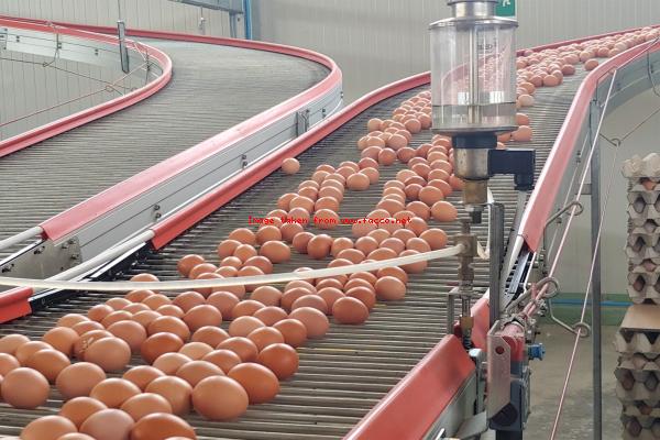 Egg Processing Market is Estimated to Witness High Growth Owing to Rising Demand for Value-Added Egg Products