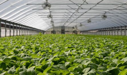 Greenhouse Produce