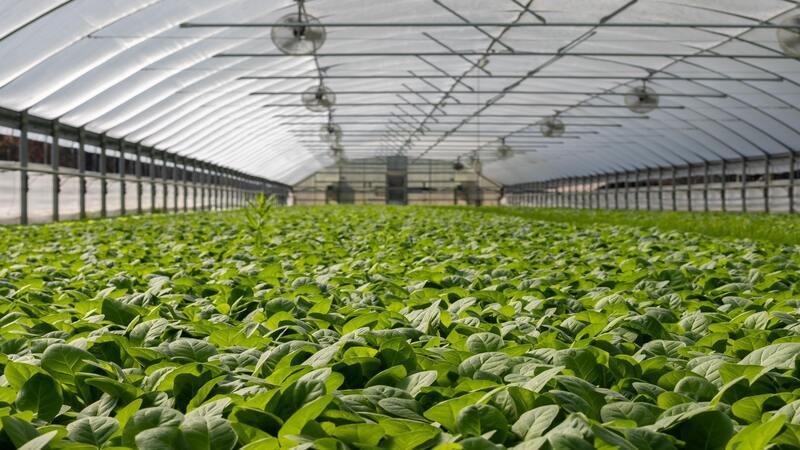 Growing Crops All Year Round: The Advantages Of Greenhouse Produce Farming