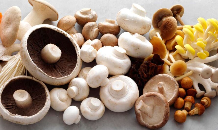 Global Medicinal Mushroom Market is Estimated to Witness High Growth Owing to Increased Immunity Boosting Properties