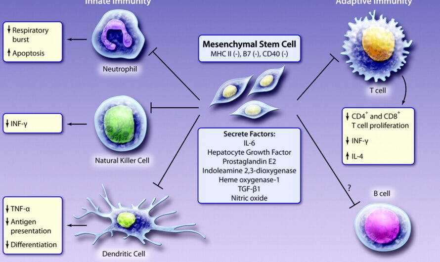 Mesenchymal Stem Cells Market Primed for Growth Due to Rising Investments in Regenerative Medicines