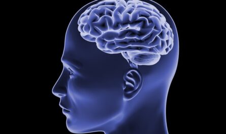Brain's Somatosensory Cortex