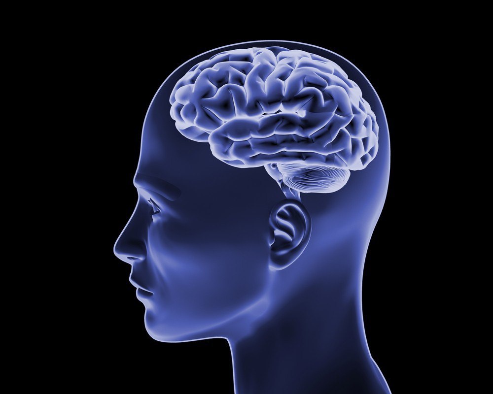 Brain's Somatosensory Cortex