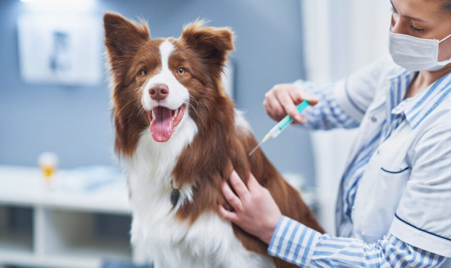 Global Canine Influenza Vaccine Market overview