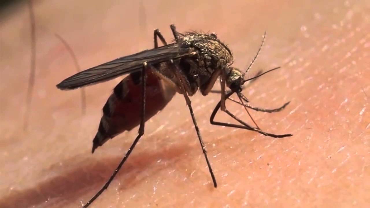 History Through Mosquito Epidemiologyv