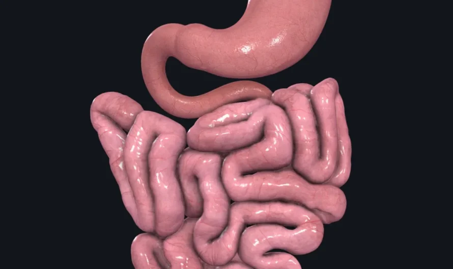 Small Intestine Demonstrated to Adjust its Size Based on Nutrient Intake