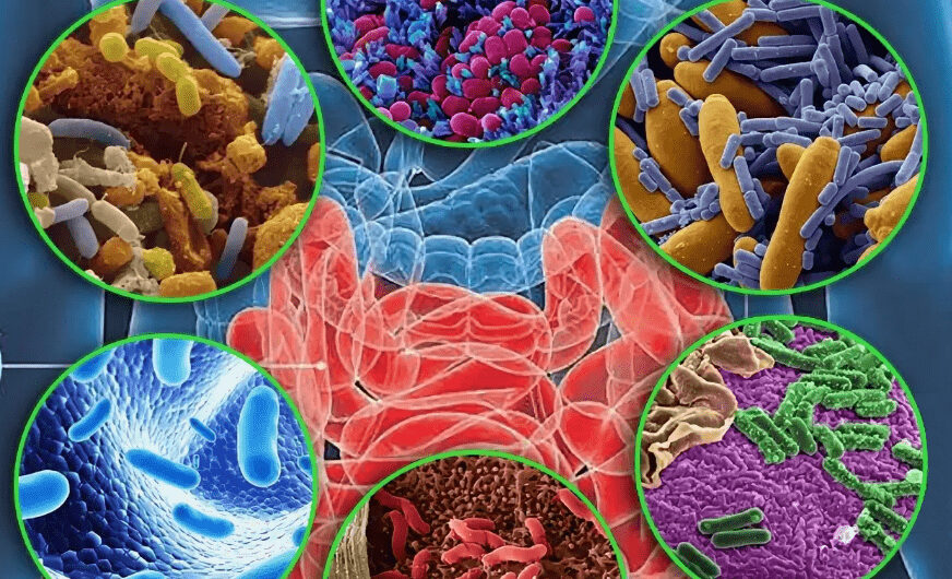 Microbiome Sequencing Service Market is Estimated to Witness High Growth Owing to Technological Advancements in Metagenomics