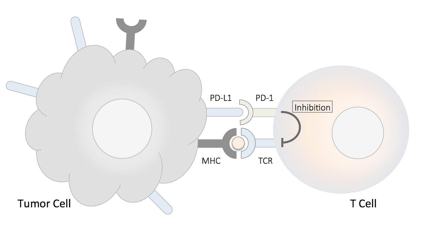 PD-1 and PD-L1 Inhibitor Market